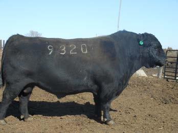 Pelvic Scrotal P/Sc Wt. Ease Adj. Wt. Adj. Wt. Gain Msrmt. Msrmt. or H 85 Un 809 1330 4.85 209 42.5 P The most impressive bull in the 2008 bull crop. DPR Mr.