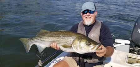 FORT LOUDON / TELLICO Photos above: big striper and walleye below Ft.