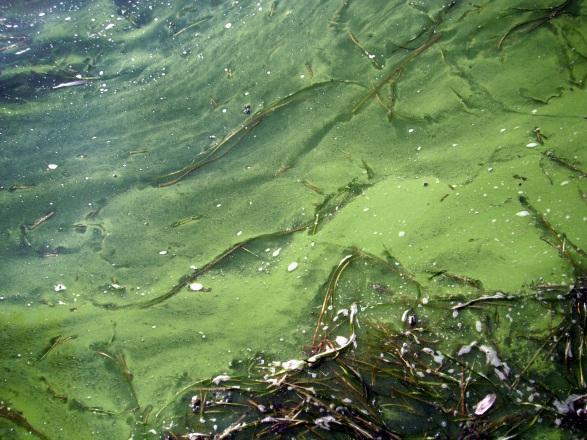 Harmful algal blooms (Cyanobacteria
