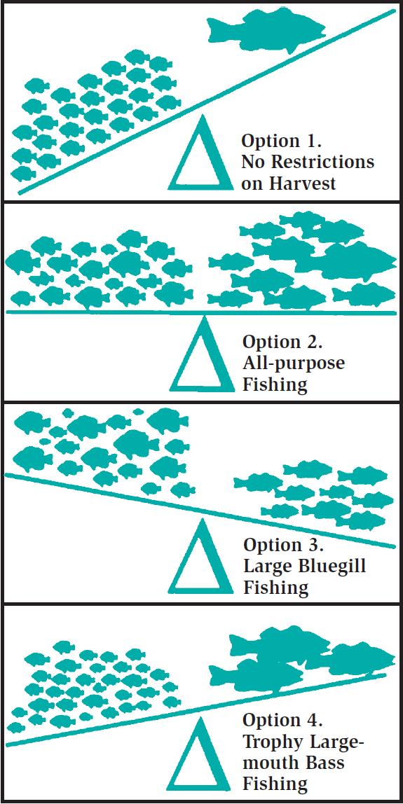 Pond fisheries Image credit: Austin et al. 1996 Common management strategies: 1. Do-nothing option rarely yields good fishing. 2.