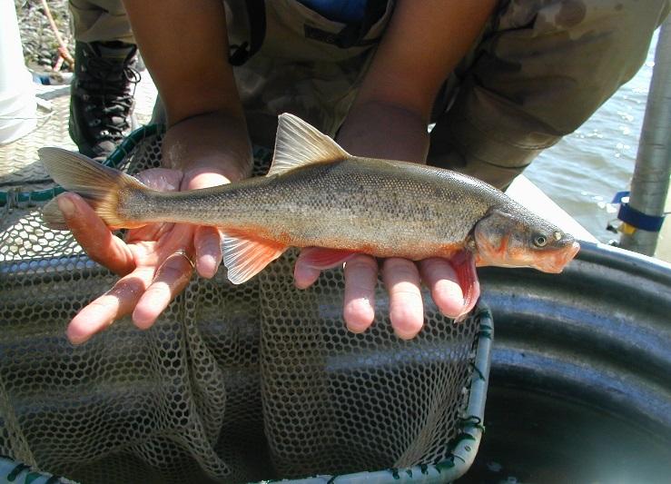 2 The following fish species are unlimited for bag and possession within streams and tributaries: channel catfish, largemouth bass, smallmouth bass, northern pike, walleye, green sunfish, bluegill,