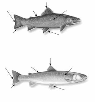 (speckled trout) Salvelinus fontinalis Clear dorsal fin Forked tail No marbling on the back Red spots without blue halos Pectoral and pelvic fins with a white streak only Arctic char (red trout)
