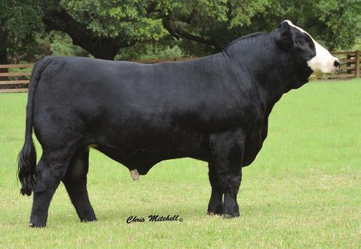 23 3 EMBRYOS Simmental W/C EXECUTIVE ORDER MISS CCF SHEZA BABE U2 EMBRYOS A famliy line that has stood the test of time. Babe is the stoutest made feamle of the Fantasy cow line we have ever seen.