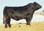 - FLUSH QUALITY Consignor: Kaisand Cattle Farm BURNS BULL X339U WLE POWER STROKE NICHOLS JOLIETTE C75 IRISH BLACK KNIGHT KAPPES LADY IRISH F88 KAPPES