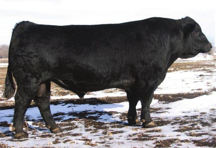 Commercial hook s bounty AI Sire: SS GOLDMINE L42 2106737 Due: 2/28/18 shear force JDCC BLENDED