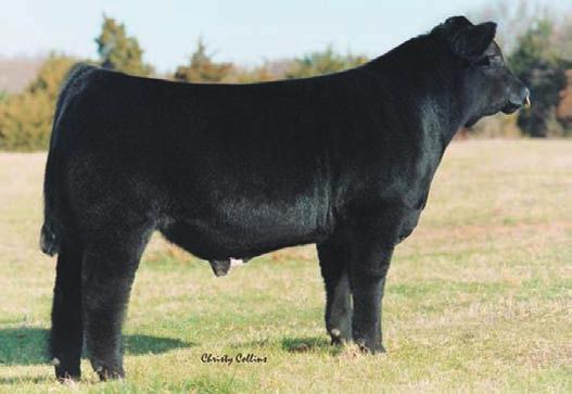 JDCC GRIZZLY 112D 1/12/2016 Foundation GRIZZLY 2468117 Commercial Irish Whiskey AI Sire: JDCC B.
