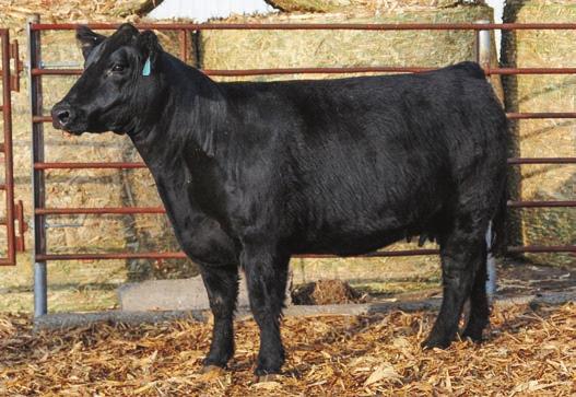 67 JDCC DR WHO 297 4/5/2009 % Chi DOCTOR WHO ACA 294171 - AMAA 317701 COLDWAR BRED COW AI Sire: LLSF PAYS TO BELIEVE ZU194 2659897