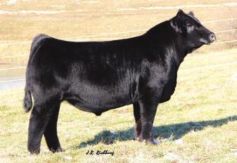 Champion PB Bull Flushmate to LLSF Pays to Believe ZU194 Here is an opportunity to purchase 6 embryos to the bull of your of your choice out of SC Beyond Belief C21.