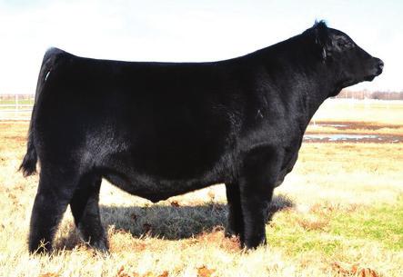 EXAR CLASSEN 1422B 3155405 SELDOM REST BA BARDOT 427 This Seldom Rest cow has done it all from making great