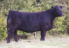 If you are looking for purebred Angus genetics this is the right spot.
