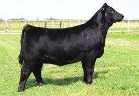 Can be taken to Nichols Cryo Genetics to be picked up or custom shipped.