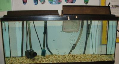 Trout in Tanks Very popular project run up and down the country Links to a number of