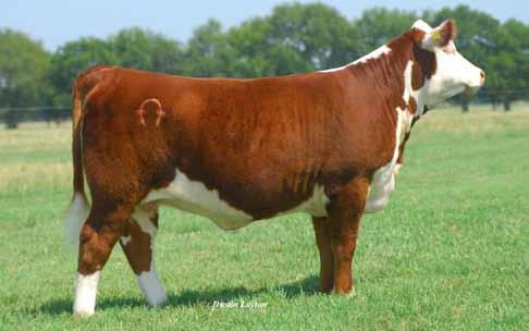 22N Family 22N, the dam of Lots 8, 9, 10 and 11 has produced countless champions and high-sellers for the Langford Hereford program.