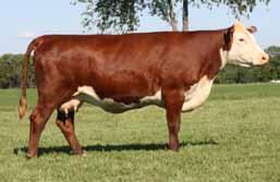 As you can see from the picture she is a moderate, stout made, powerful cow with lots of eye appeal.