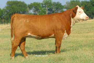 Her dam is sired by Steeldust, one of the favorite sire groups on the ranch. Pasture exposed to TH 557E 45P Tank 506U ET from 4/25/11 to 8/1/11. Checked Safe.