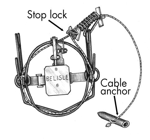 Powered Cable Devices (foot capture) (Figures WC23a-23b) Inside cable retention frame spread (at dog): 6 3 / 8 inches Inner width: 5 3 / 4 inches Inside width at frame hinge posts: 6 inches Cable