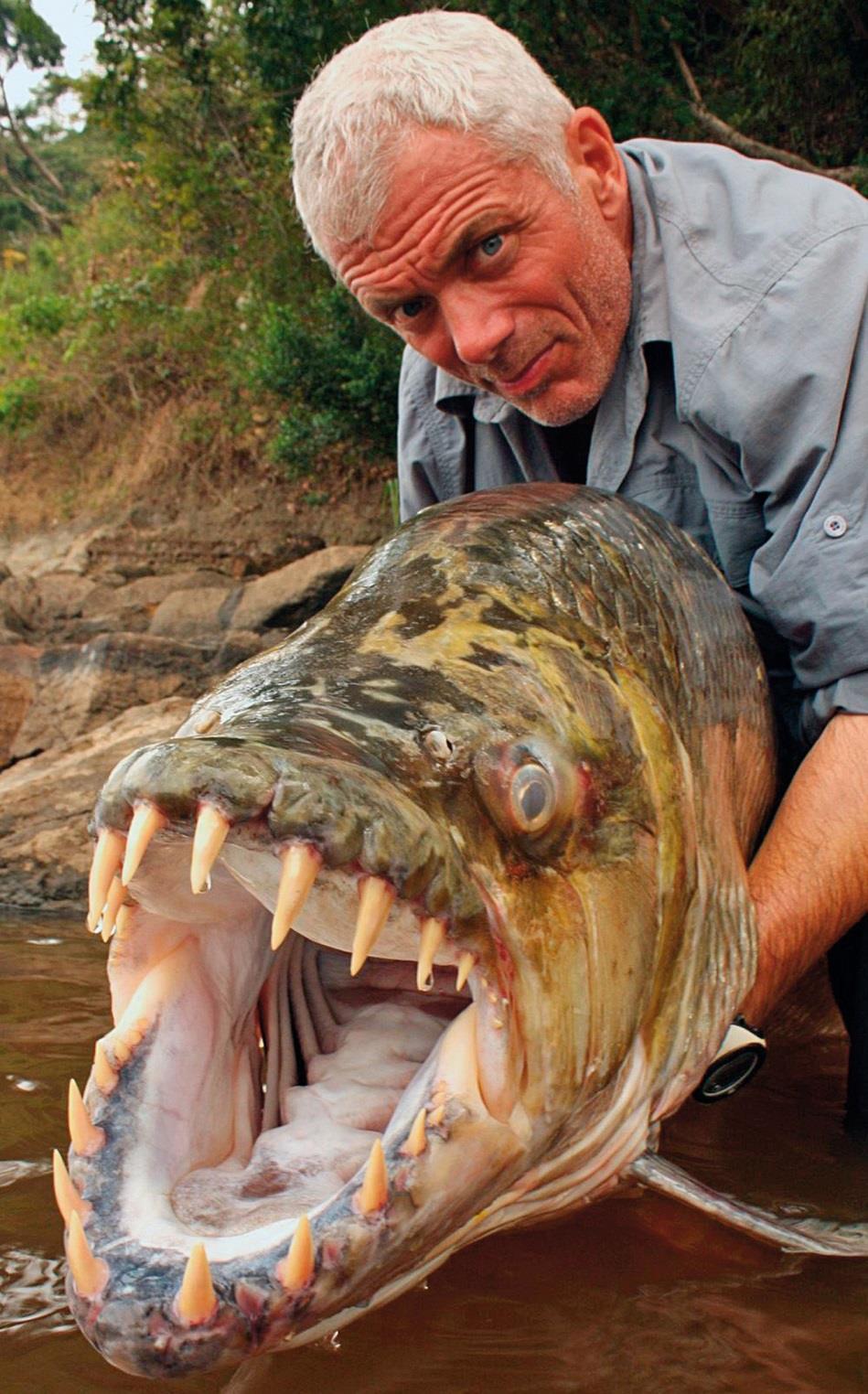 Human predators Human predators tend to remove the largest, strongest individuals E.g., sport fishers keep big ones and release the small ones (Donaldson et al.