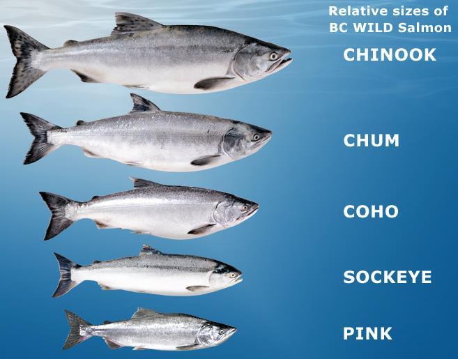 Age and size at maturity Bcsalmon.ca Vast differences among species!