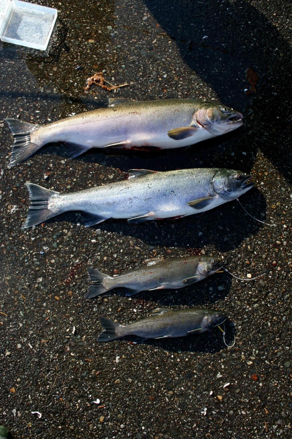 Salmon jack and jills are precocial maturers Mature 1 year earlier These fish have highest