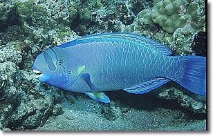 Data Set 7: Bioerosion by Parrotfish Background Bioerosion of coral reefs results from animals taking bites out of the calcium-carbonate skeleton of the reef.