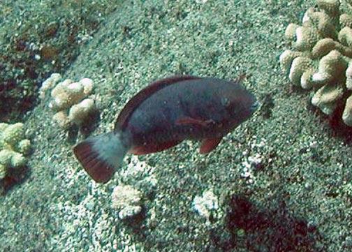 Ling Ong, a doctoral student in the Zoology department, has estimated the total rate of such bioerosion and sand production in Hanauma Bay by two species of parrotfishes: The Spectacled parrotfish