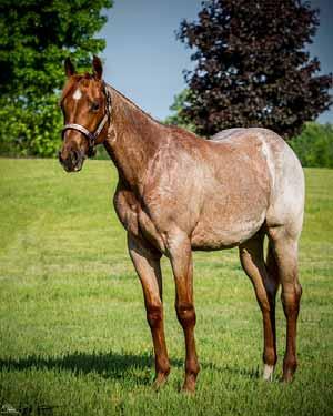 Reserve Futurity Champion, AQHA point earner in Halter and Western Pleasure. Entered in Green Western Pleasure at 2014 Congress. (Scott MacKenzie, Agent) Hip # 65 - Onlyhottillmidnight - 11 b.m. (Blazing Hot x Krymsuns Only Chip) AQHA I.