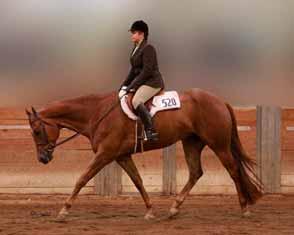 In 2011: World Conformation Horse Association Breeders Championship Futurity Open & Non-Pro Senior Weanling Stallion Champion, etc. (Bob Daniels) Hip # 85 - She Has The Goods - 10 b.m. (A Good Machine x Zips Nuther Betsy) AQHA I.