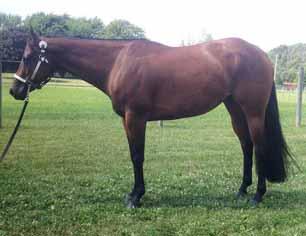 Hip # 103 - Lookin For A Crash - (Crashed The Party x Charlie s Looker (TB)) AQHA I.F. Full sister to Party In The Irons, 17 Open points, Open Performance ROM; NSBA money-earner.