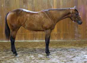 Fancy show prospect to ride then breed. Dam is half sister to Congress Reserve Champion and Superior Western Pleasure mare. (Gary Trubee, Agent) video: http://youtu.
