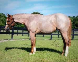 Hip # 19 - Fancy N Good - 13 rd.rn.m. (Its A Zippo Good Bar x RL Sweet One) AQHA I.F., Tom Powers & Southern Belle eligible. By a World Champion Sire, out of an RL Best Of Sudden daughter.