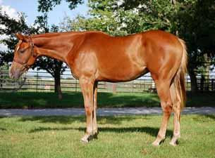 (Coats N Tails x Hot Legs Only) AQHA I.F. NSBA BCF, Tom Powers, Southern Belle eligible. Great minded hunt seat prospect.