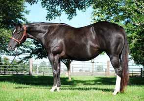 (Richland Ranch, Agent) Hip # 28 - Im Sum Awesome Chip - 2002 blk.m. (An Awesome Mister x Basic Chip Baby) $1,799 and 4.