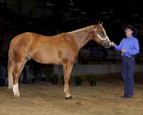 (One Hot Krymsun x Rulin The Colonel) AQHA I.F. Great jog and lope. Started in Trail and Showmanship. All Around potential. (Rick Christy) Hip # 34 - Pumped Up Kickks - 12 gr.g. (The Good Ranger x Mac Reynolds Rose) AQHA I.