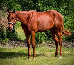 Hip # 38 - Allocayations - 13 b.g. (Allocate Your Assets x Silent Valentina) AQHA I.F. Wonderful hunt seat prospect, great trot & canter.