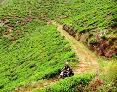 YOUR TRIP IN 12 STAGES Ella - Haputale [60 km 2h riding]: Still aboard your Royal Enfield, you follow the road through tea plantations in the mountains in central Sri Lanka.