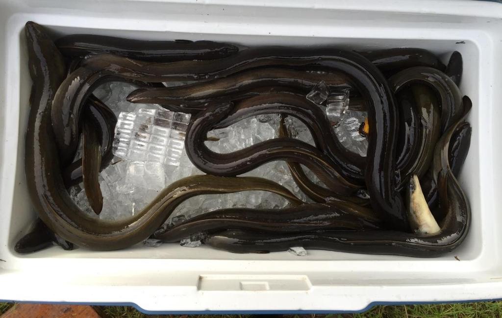21 Field collections 4 sample sites Target: 25-30 eels per