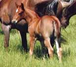 We have the foresight to cross this mare with our stallion, so we are offering her red roan colt for sale.