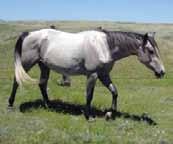 & raises well built colts! She was pasture exposed for 2012, to our stallion Rocky Sons Lynx (who is a 99% color producer) from May 1 thru Aug. 1, 2011.