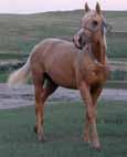 Doc s Jack Frost is by Doc Bar (revolutionized the cutting horse industry) out of Chantella. Doc Bruce was a top rope and barrel horse.