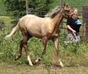 Harley will make a great 4-H project for someone and should mature to a solid all around rider. His sire is from a strong performance background. UTD on shots and worming.
