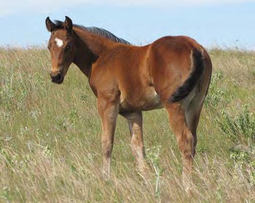 Taylor Jess Tivio Colonels il Winner igh Rolling Roany Big Rocket Red This nice colt has a full brother in Nebraska that they ranch on and rope both ends.