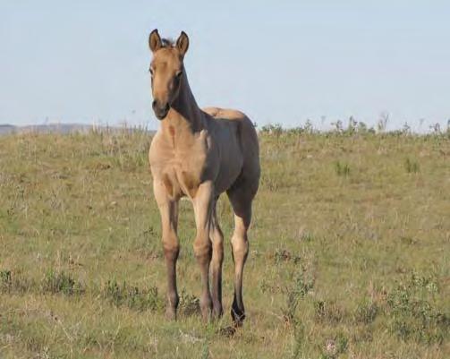 18 onsum Drift 045 Golden #201 Buckskin Filly May 21, 2017 onsum Badger 045 igh Driftin ancock igh Rolling Jax Double Drift Diamond Isle onsum Tiger Could Frostys War Chief igh Rolling