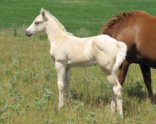 etletved Quarter orses 20 igh Driftin ancock #907 Palomino Filly May 15, 2017 Frostys War Chief igh Rolling Twister War Concho Frostena igh Rolling Roany Chicks Baby