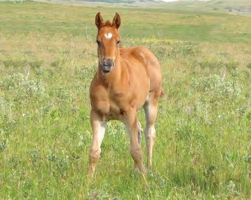 This colt will put you horseback, rope, ranch and will be a big traveler.