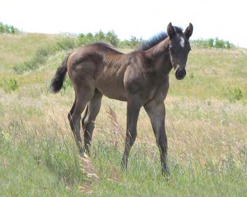 etletved Quarter orses 22 igh Rolling ucky onsum Tigress Wood #102 Blue Roan Filly June 15, 2017 igh Rolling Roany Quintas ucky onsum Drift 045 igh Rolling