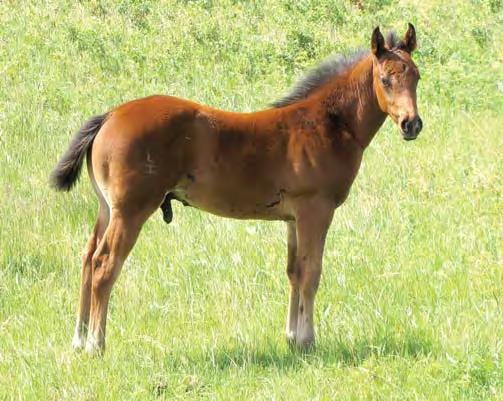 She s a fancy fi lly that will make a using horse or fi t nicely into your breeding program.