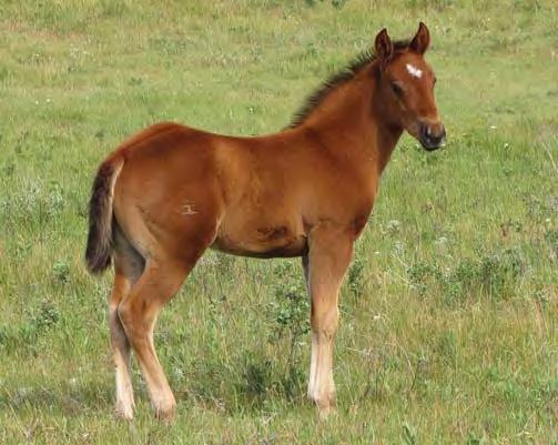 er foals have outstanding dispositions from day one.