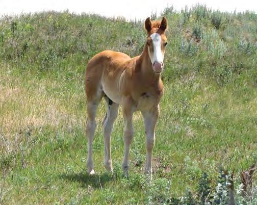 31 igh Rolling ucky Jacksons Copper Miss Sorrel Stallion May 22, 2017 igh Rolling Roany Quintas
