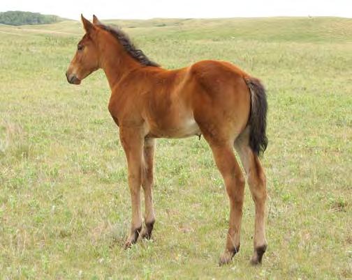 etletved Quarter orses 34 onsum Drift 045 igh Rolling Deanky #41 Bay Filly May 17, 2017 onsum Badger 045 igh Rolling Roany Deanky Chic Double Drift Diamond Isle