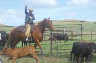 Our horses are not strangers to the chores that a ranch requires.